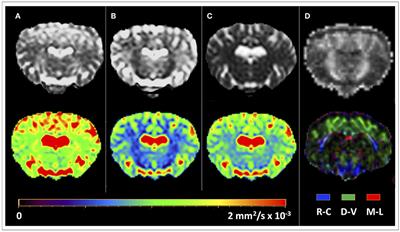 In vivo Diffusion Tensor Magnetic Resonance Tractography of the Sheep Brain: An Atlas of the Ovine White Matter Fiber Bundles